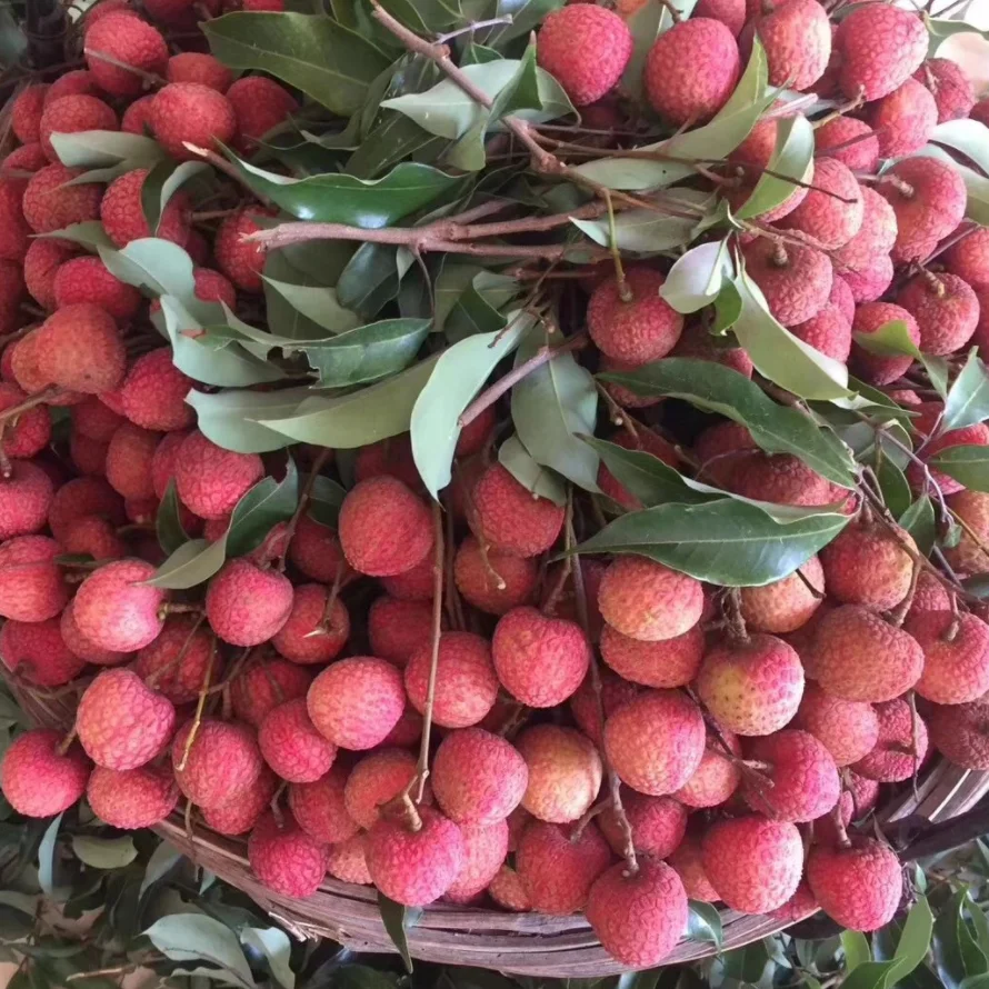 high good feedback lychee sweet tender juicy fruit