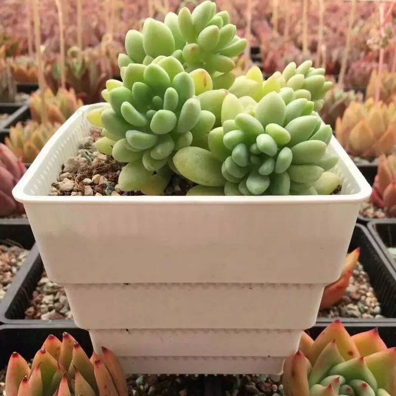 10cm succulent square pot windowsill flower pot cactus lithops planter indoor planter
