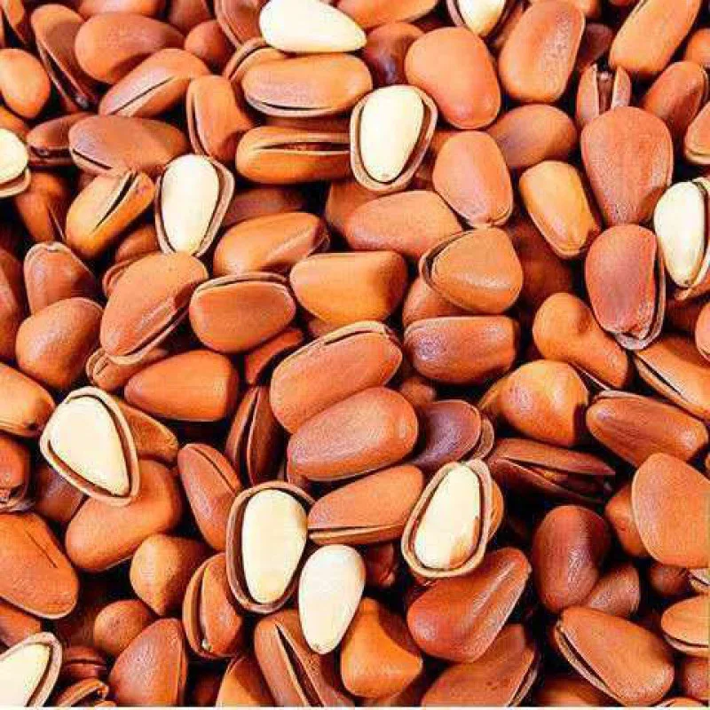 Hot Selling Raw Pine Nut Kernel without Shell