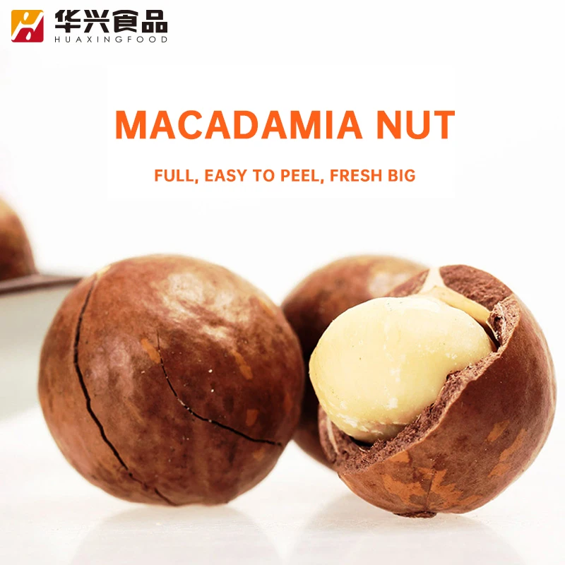factory Nutrious Macadamia Nuts Export quality From South Africa
