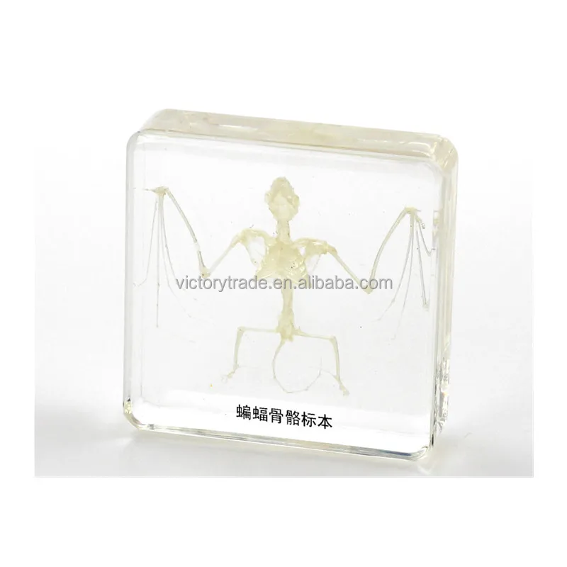 V-G014 летучая мышь Скелет высокая прозрачность смолы образца для школы и лаборатории учебного оборудования