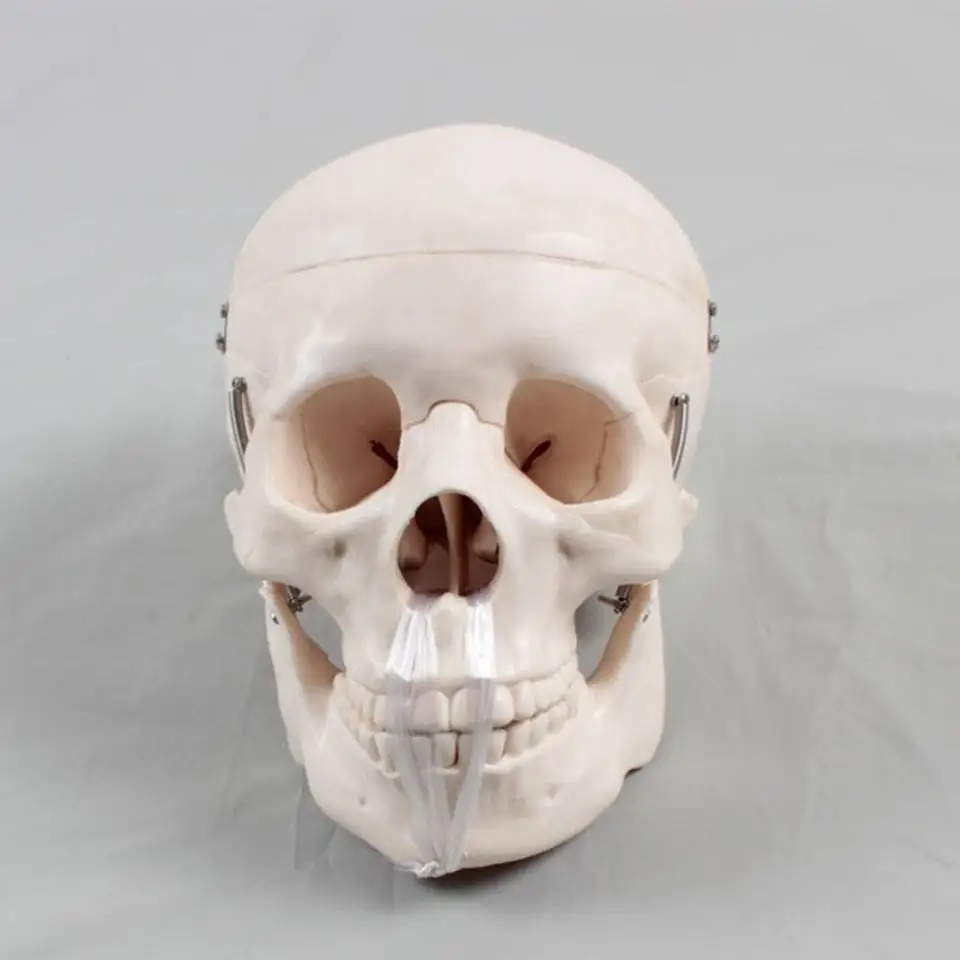Манекен голова Череп Скелет человеческий череп модель усовершенствованная анатомическая пластиковая Миниатюрная человеческого черепа