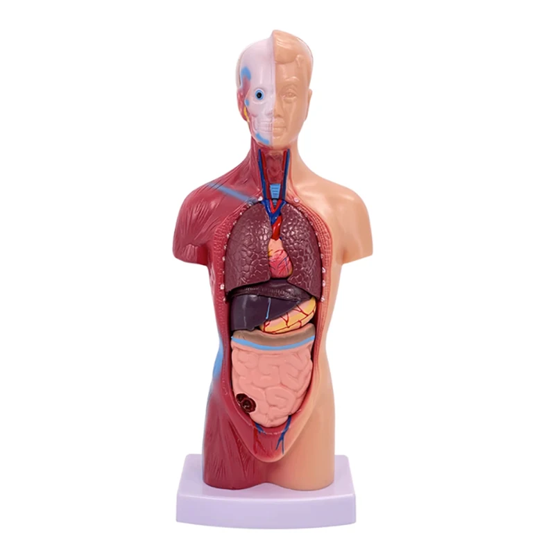 medical science mini size torso removable  15 parts human anatomical educational organs  model