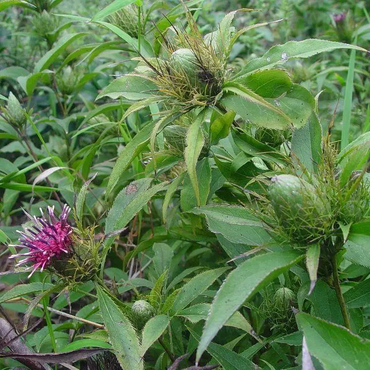 Factory Supply Raw Herb Selected Rhizoma Atractylodis Macrocephalae Bai Zhu