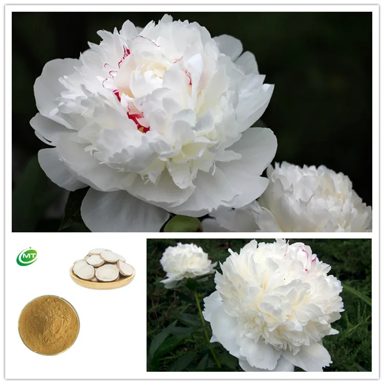 Органический 10:1 Paeonia lactiflora корень P.E. Белый порошок экстракта корня пиона