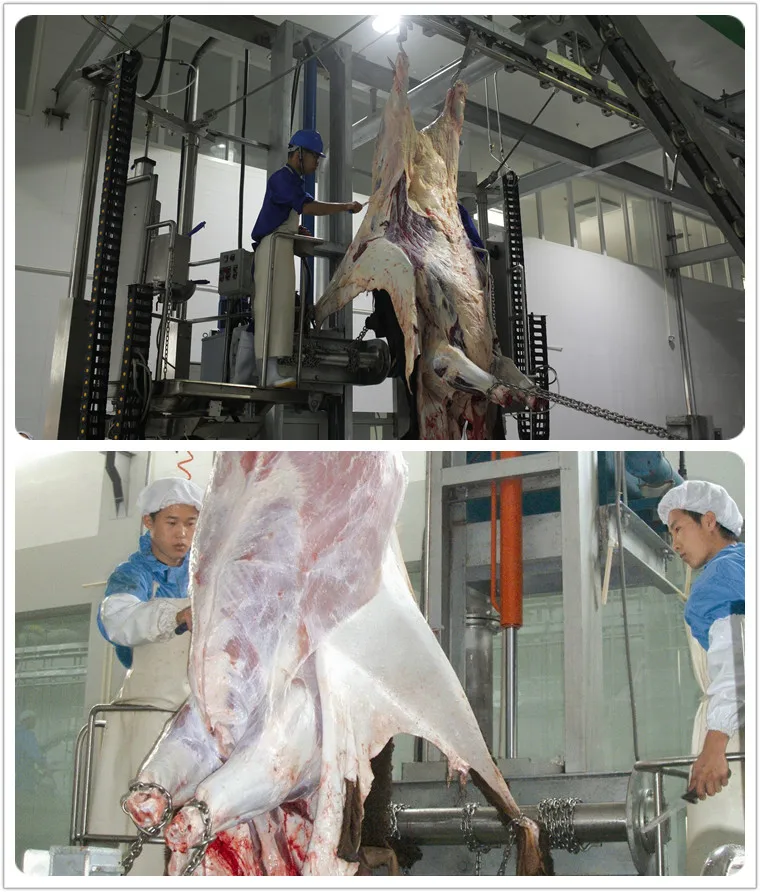 halal_meat_slaughter_process_camel_with_quality_abattoir_machine