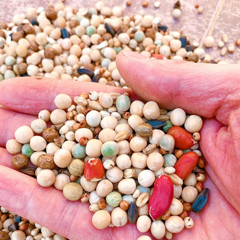 Wholesale 20kg 25kg Pet Food Bird Seed Feed corn Beans Mixed Racing Pigeon Food Pigeon Food Natural Mix Seeds
