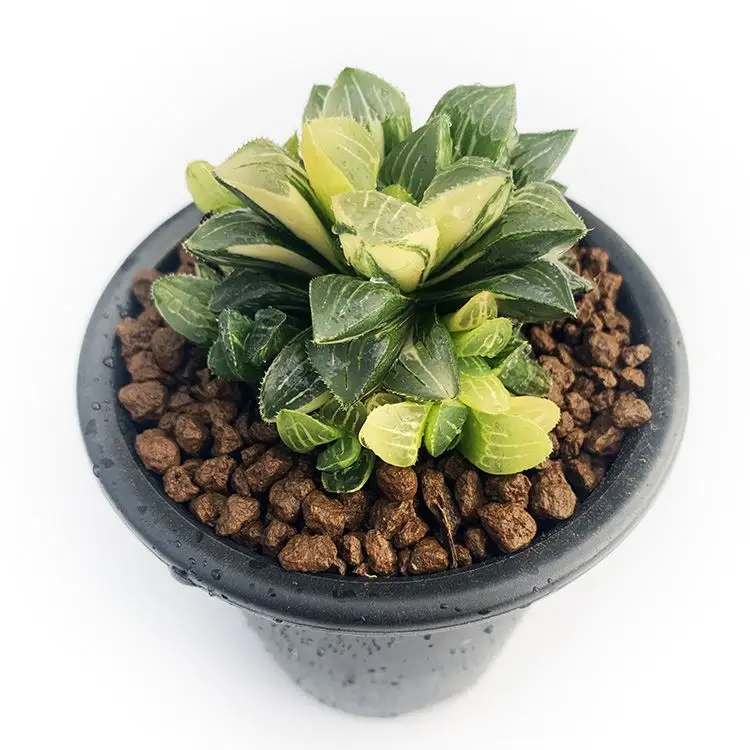 
Wholesale Succulent Plant For Office Haworthia Retusae Variegata Mini Succulent Bonsai 
