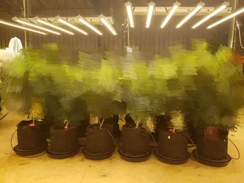 led full spectrum 670W Led  grow light bulb grow lamp for horticulture medical plant grow