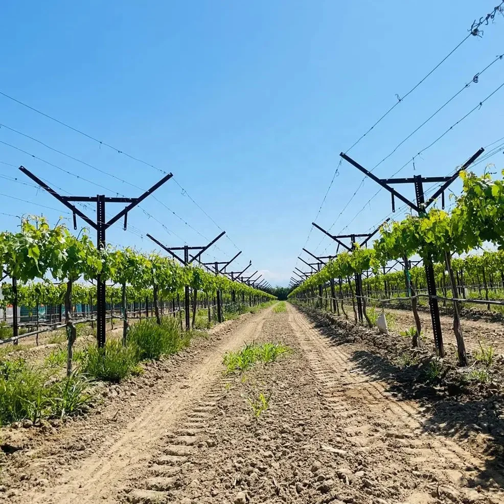 V Shaped Steel Table Grape Trellis Systems Agriculture Open Gable Trellising for Vineyard with Accessories