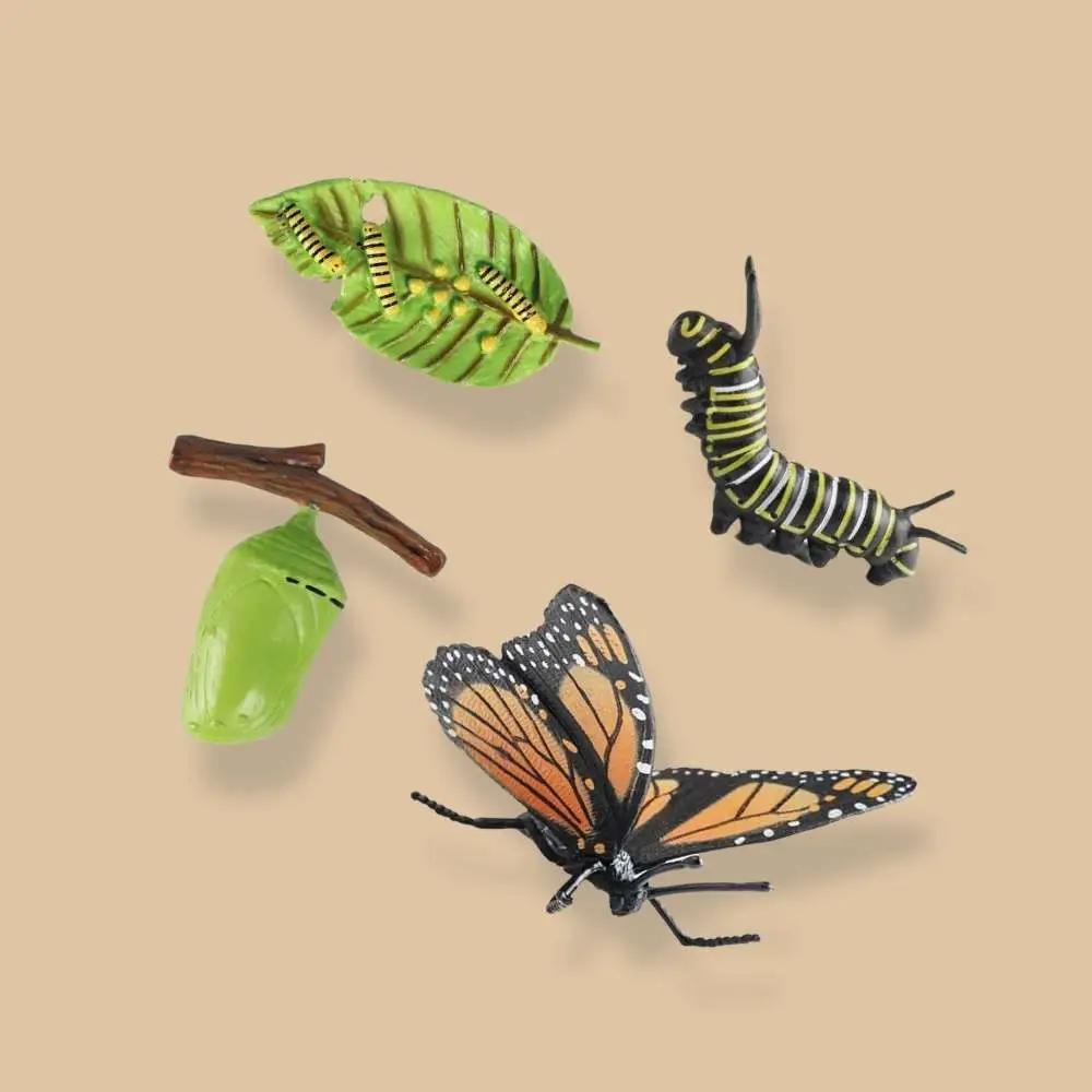 Caterpillar Monarch Innovative Kids Teaching Aids 4 Stages Growth Process Interactive Learning Materials