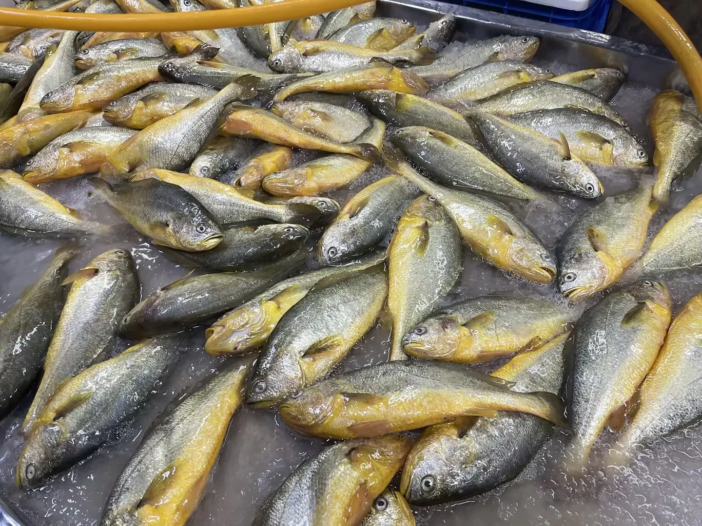 Свежие морепродукты целые круглые замороженные желтые гормелье рыбные масти