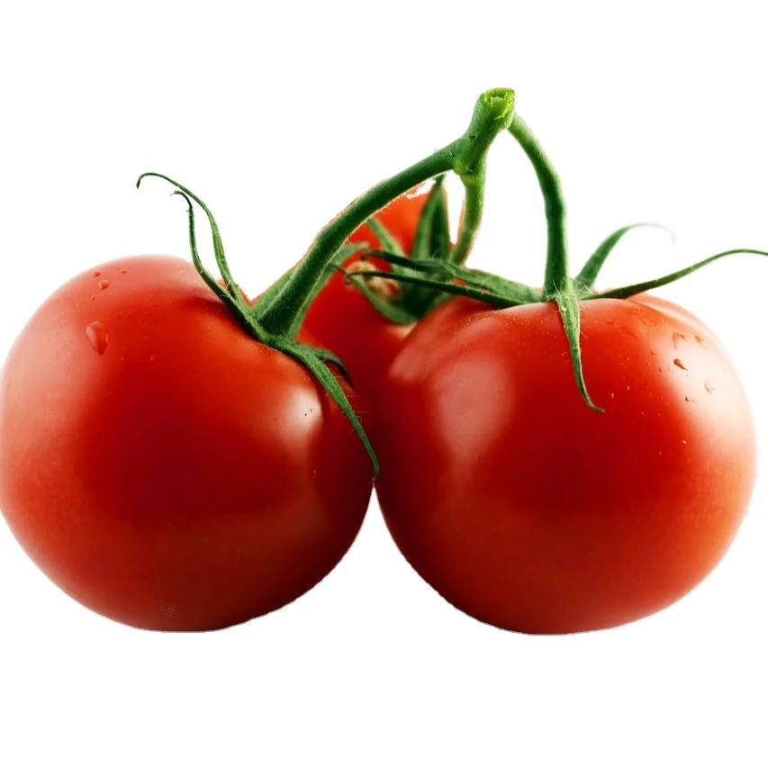 Greece HOT sell Fresh Tomato sweet  Natural red  Best quality wholesale fresh tomato price