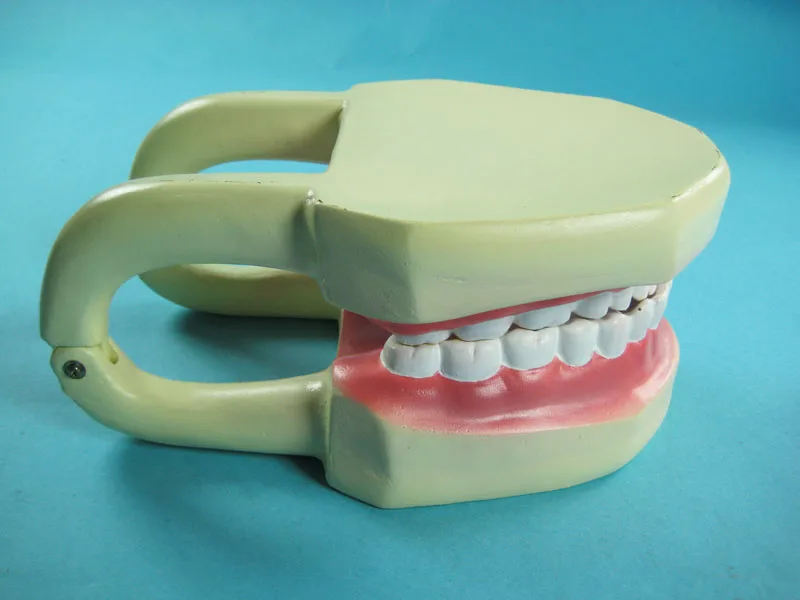 
Tooth Hygiene Demonstration Model 