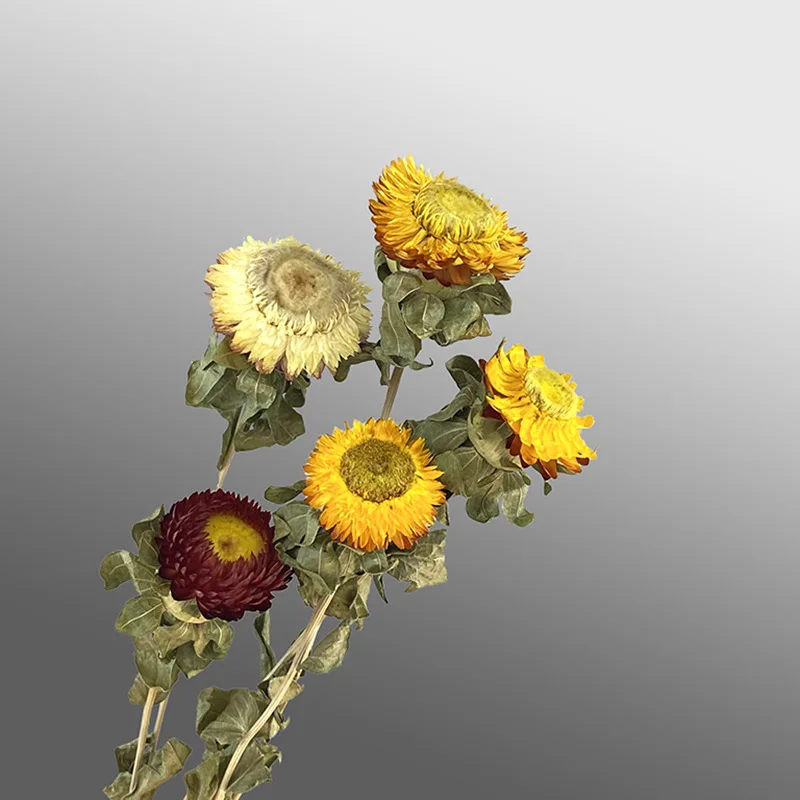 JDFG-64 20pcs Preserved Chrysanthemum Flower Arrangement Dry Plant Daisy Dried Flowers Bouquet Dried Chrysanthemum For Home