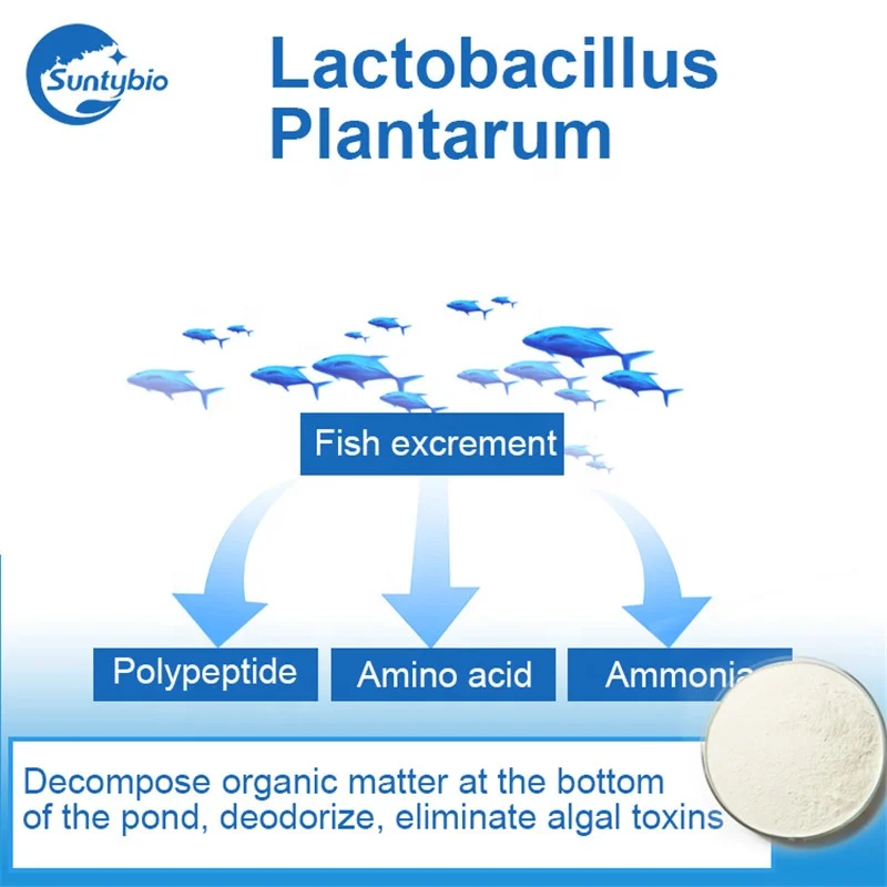 Animal Probiotics lactobacillus plantarum  from China
