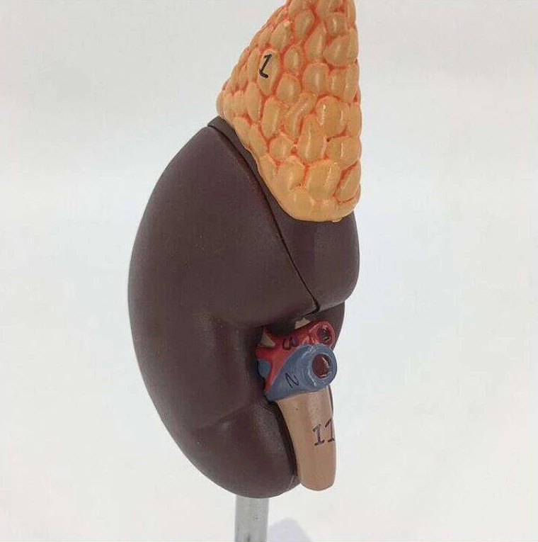 Plastic Anatomy of natural large kidney