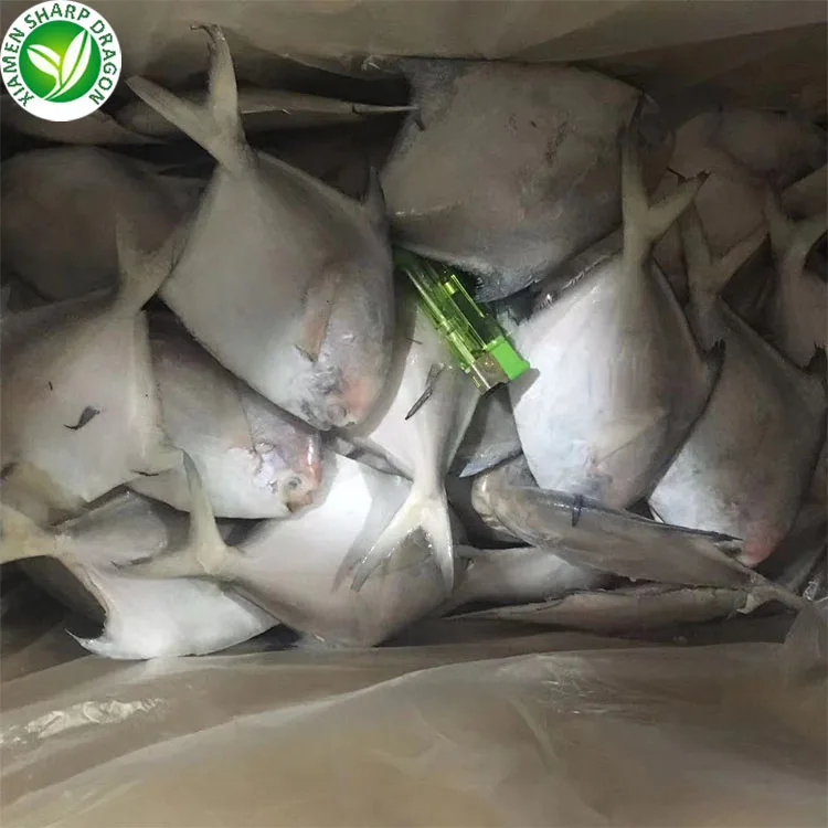 Fujian supplier Good quality cheap price Frozen white Pomfret fish