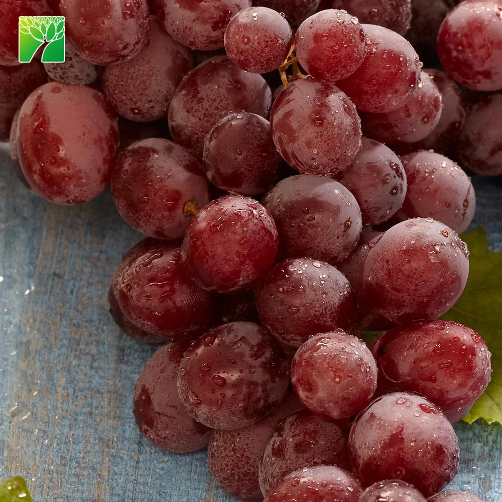 Саженцы красного винограда Vitis vinifera suffolk высотой 15-20 футов