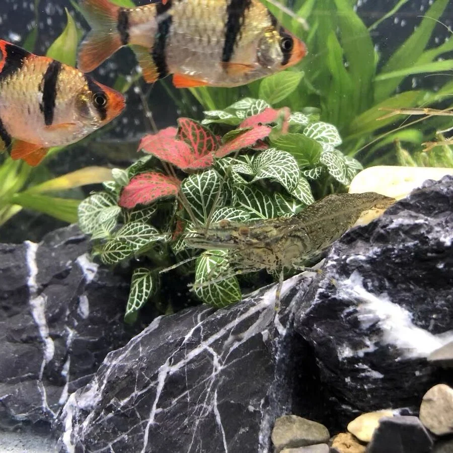 Decorative Rocks Seiryu rocks Dragon Rock for Aquarium Aquascaping Decorations Ornaments