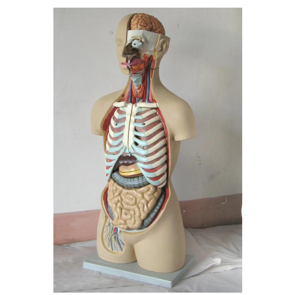 Human anatomical model of 85 cm 19 parts asexual open back trunk/torso model