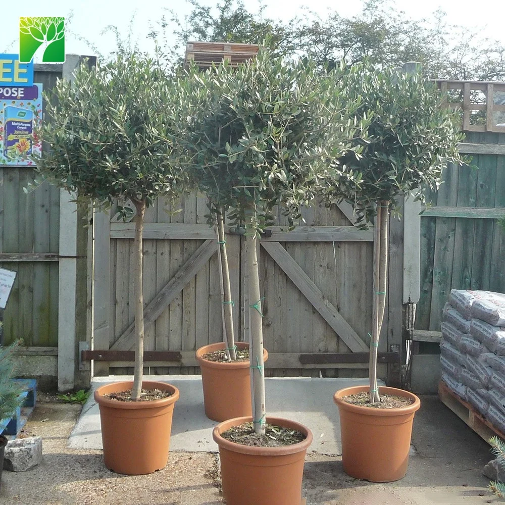 
Hot sale 5 flowering period arbor tree garden plant Olea europaea The olive tree 