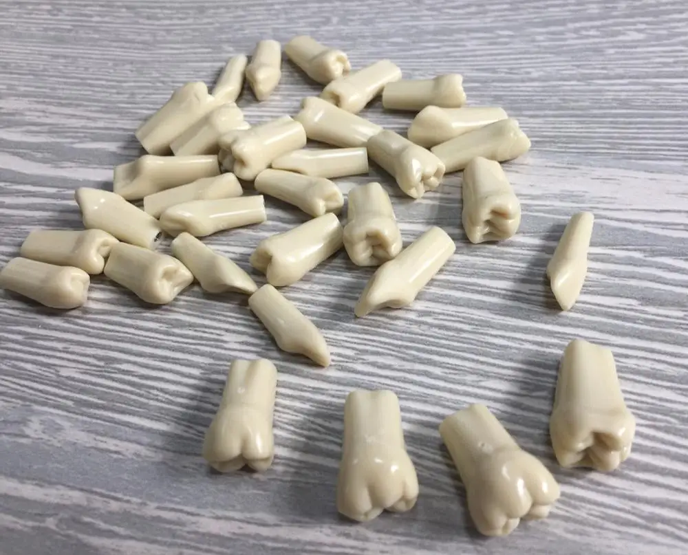 
 Зубная модель зубного стандарта зубов для студентов, 32 или 28 зубов  