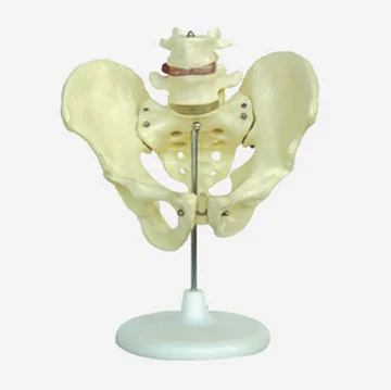 GELSONLAB HSBM-113 High Quality PVC Teaching Female Pelvis Model