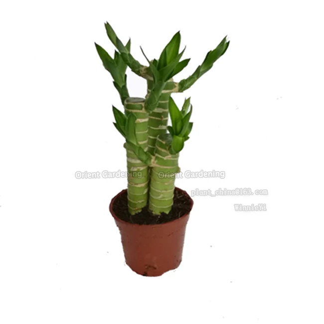 
3PCS LOTUS live Plants 