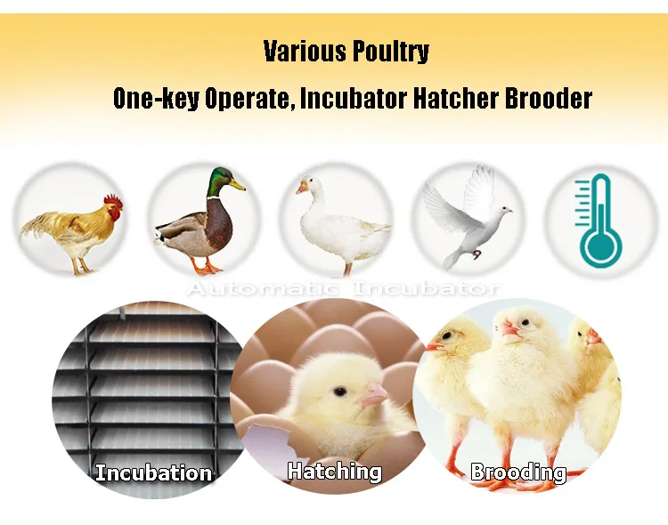 Экологический энергосберегающий инкубатор для инкубатора яиц
