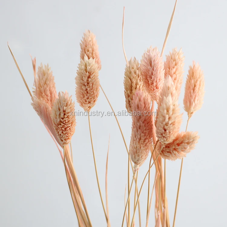 100% Real Natural Dried Flowers Phalaris Flowers Wedding Decor Gem Grass Dried Bouquet
