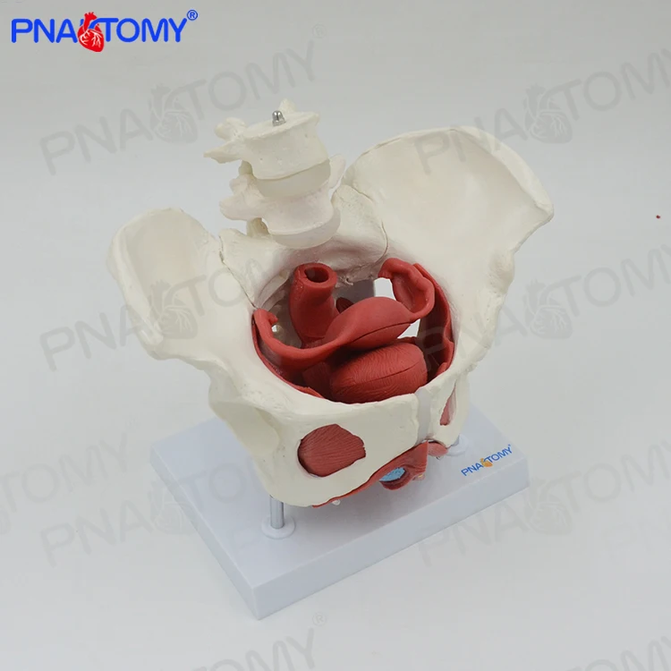 Adult Female Pelvis with Muscle Organs Pelvic Floor Muscle Model PNT-0589-3B Life Size PVC Medical Science Anatomical Model
