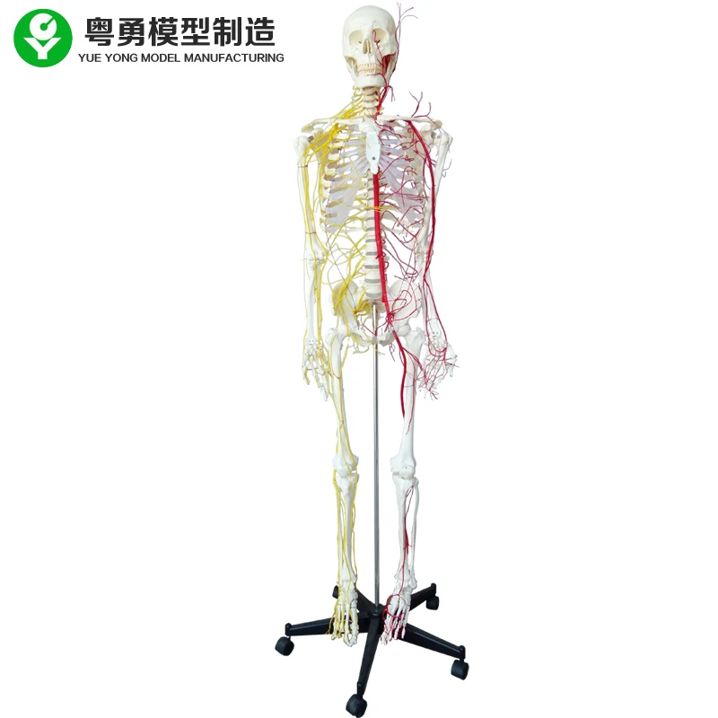 170 skeleton, nerve, Medical Full Skeleton Anatomical Human Model