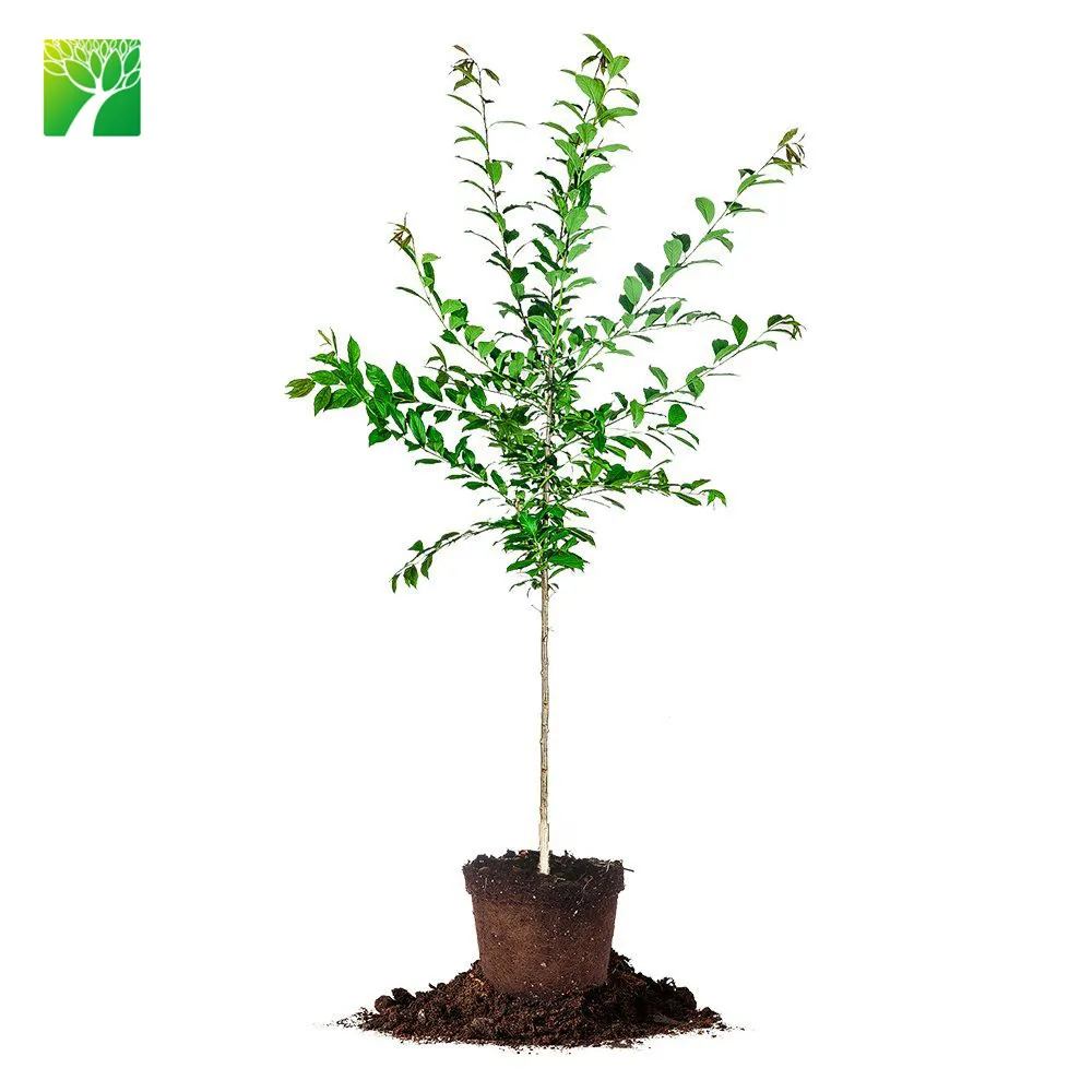 
 Полностью солнцезащитный белый цветочный цвет, сливовое дерево, сливовое дерево, сливочное дерево  