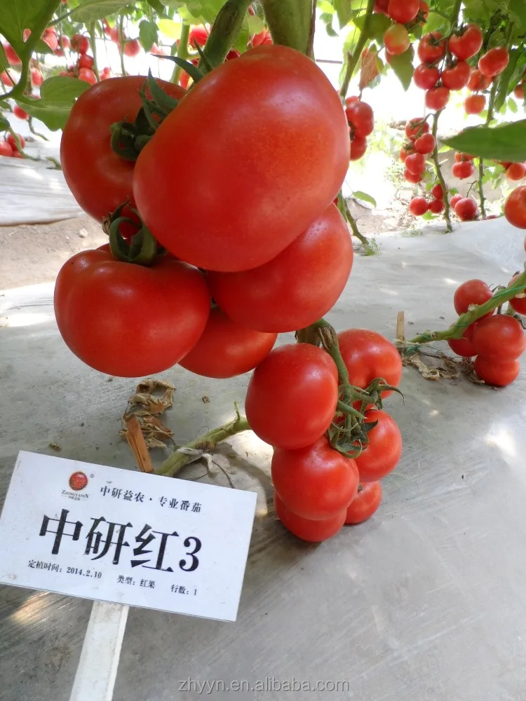 Термостойкие Гибридный F1 Семена помидоров