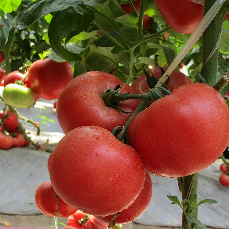 2019 неопределенное F1 гибридных семян томата розовый помидор семян из Китая