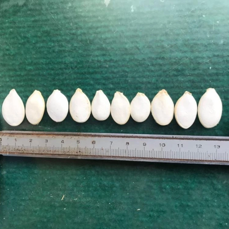 High quality China Snow white pumpkin seeds, china pumpkin seeds price