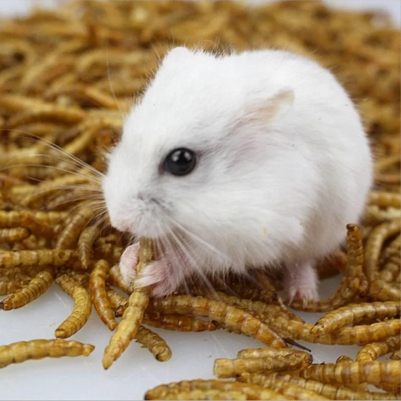 
Defatted Mealworm Powder For broiler concentrate chicken feed 