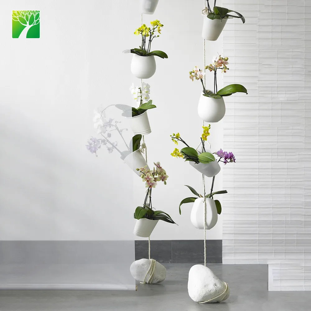 Горячая Распродажа, красивые розовые цветочные рассады, орхидеи фаленопсис