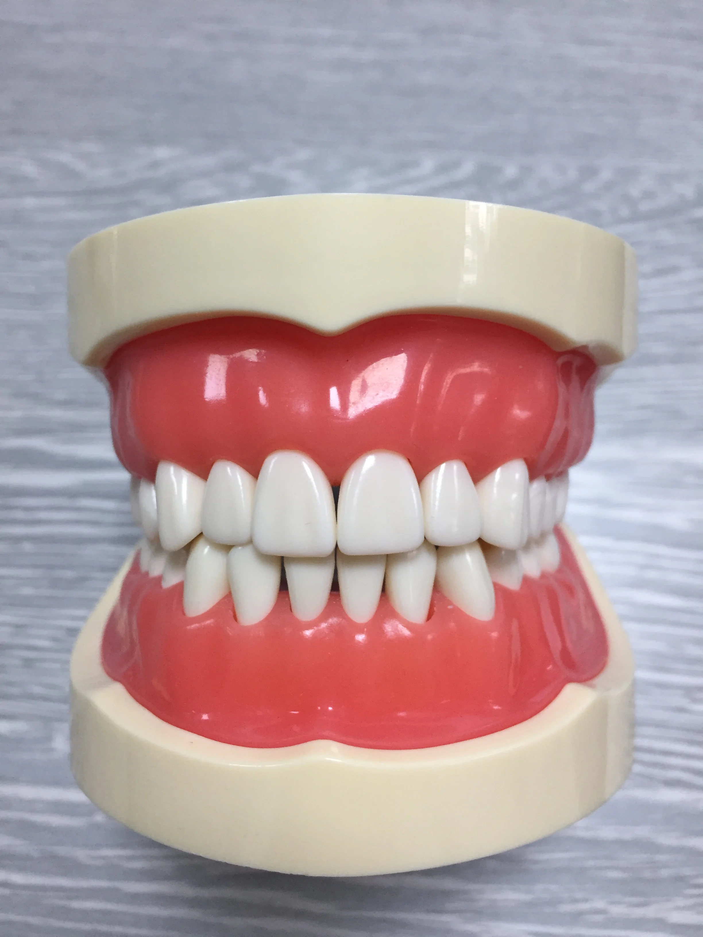 2019 Высококачественная стандартная жесткая резинка, пластиковая модель зубов с 28 винтовыми зубцами для практики