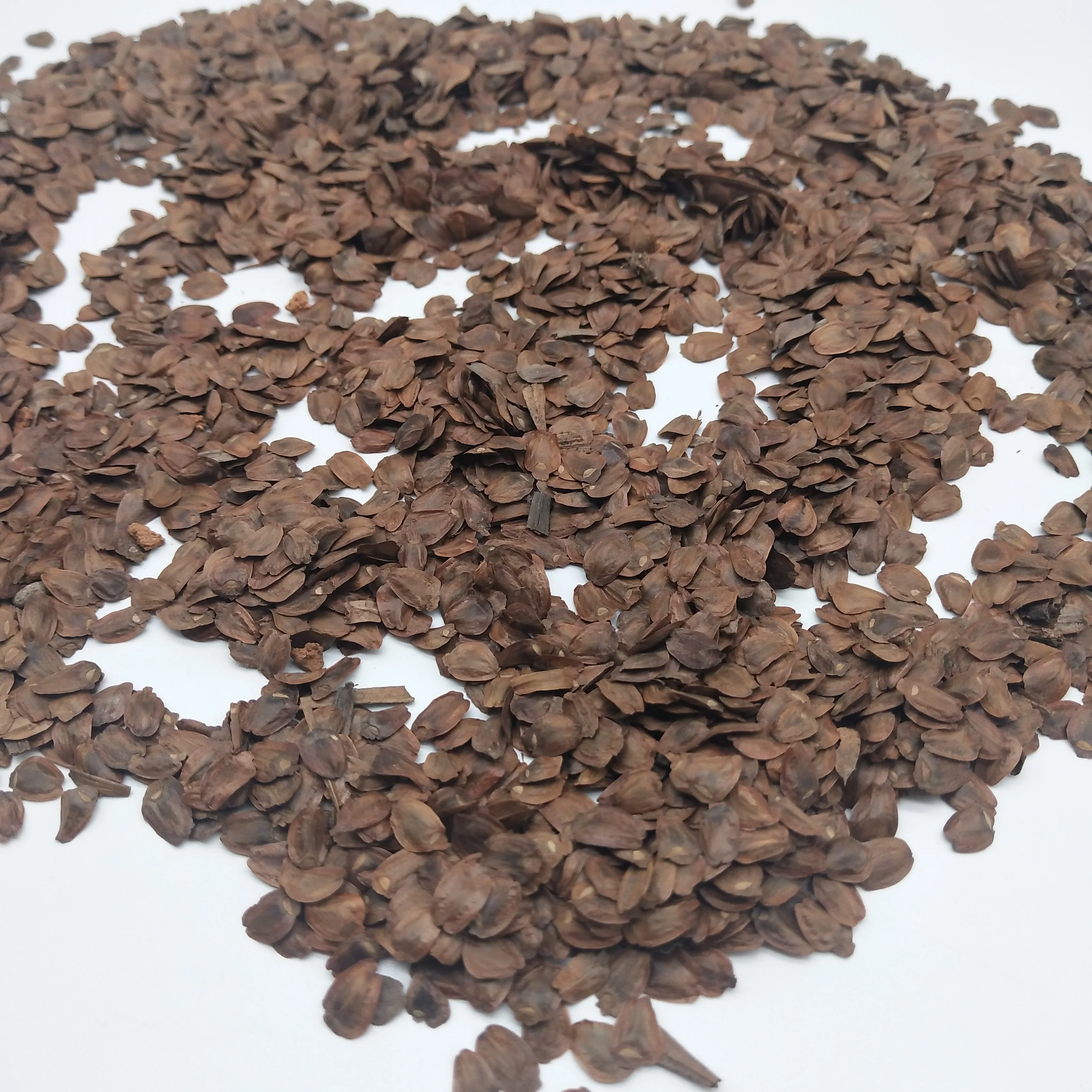 
S301 Competitive price Ornamentel Araucaria plant seeds without shell 