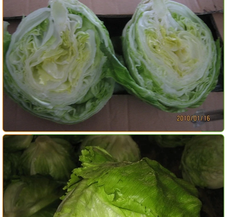 
Fresh Round natural white Cabbage Price 