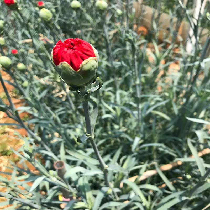 
Floral shop fresh flowers flower bouquet carnation wedding 