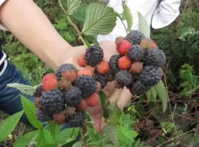 
Biological organic fertilizer from soybean offal used in agriculture China NPK5 