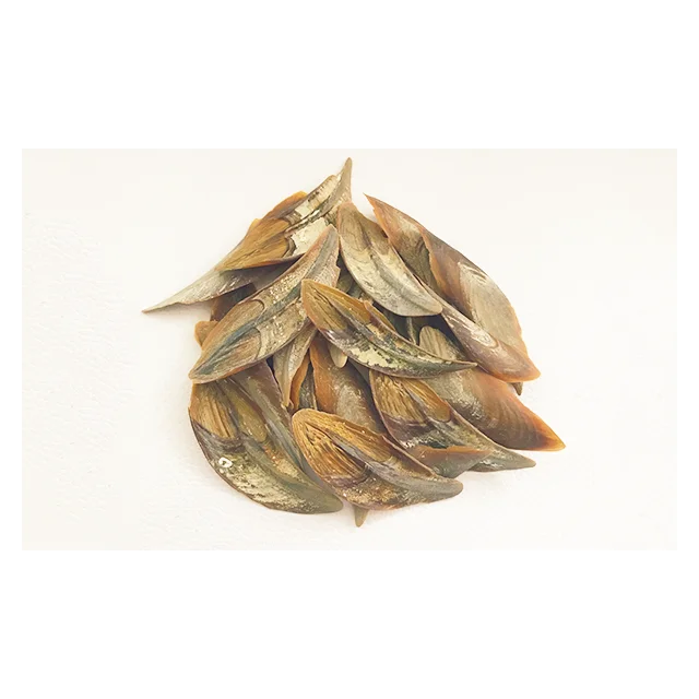 Принимайте пользовательские Ocean Dollar Operculum Seashells