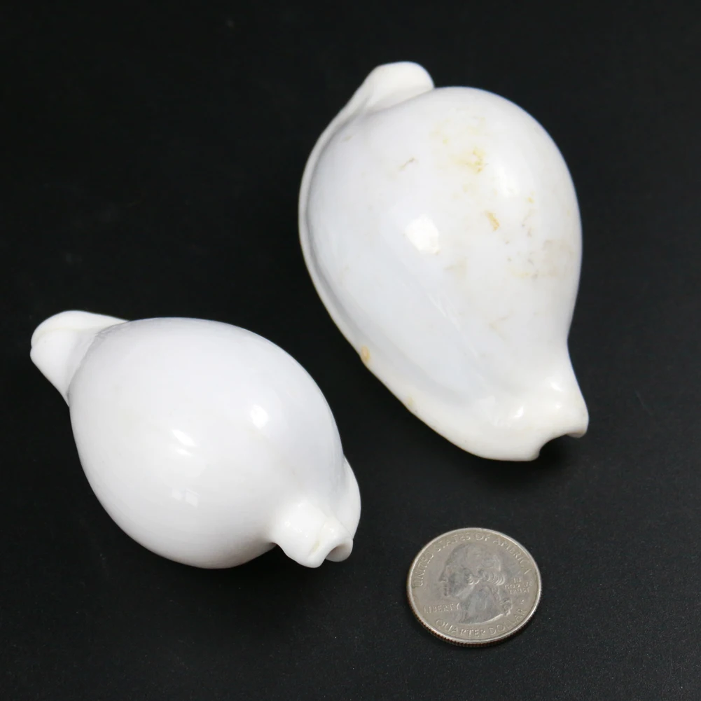 Natural Pure White Conch Sea Shell Combination For DIY Home Aquarium Wedding Decoration