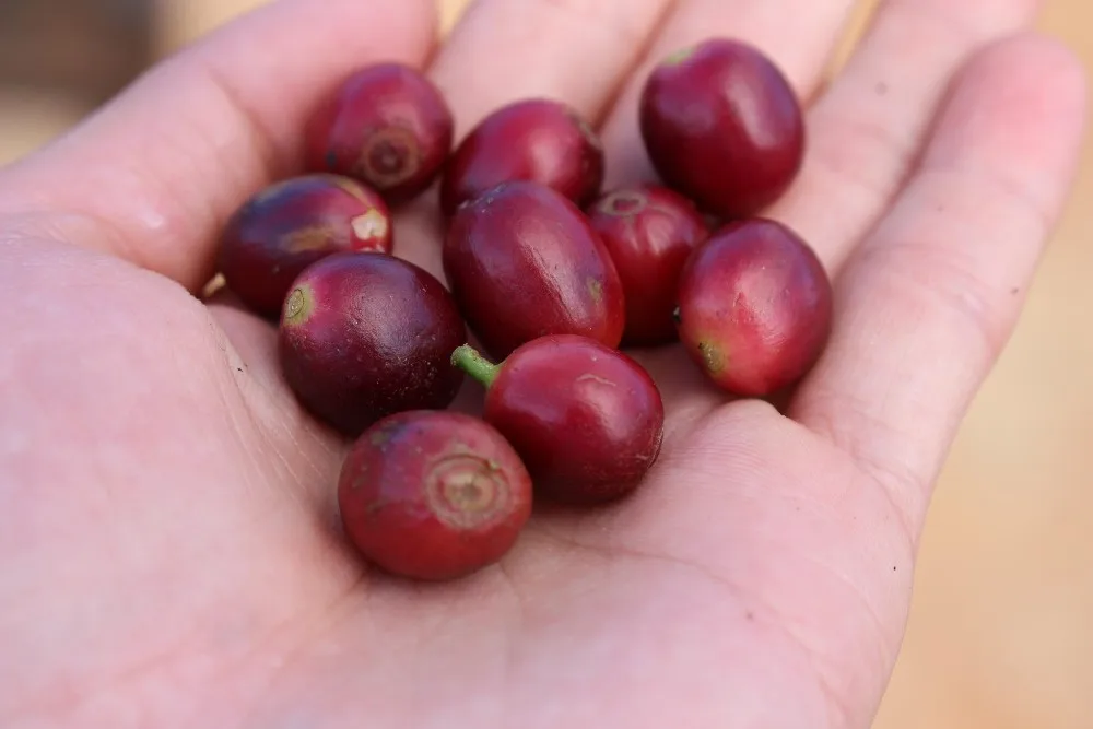 
High grade arabica coffee beans best price 