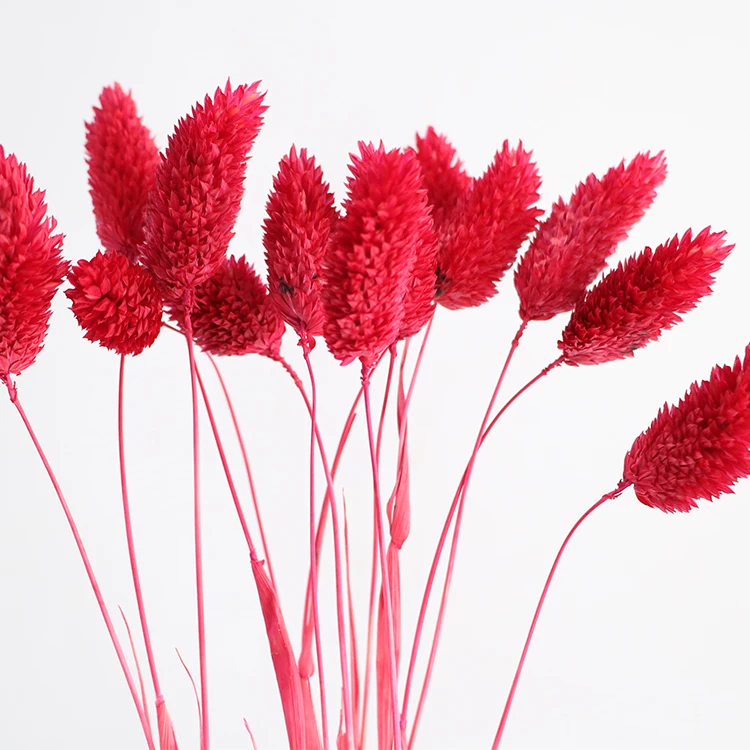 100% Real Natural Dried Flowers Phalaris Flowers Wedding Decor Gem Grass Dried Bouquet