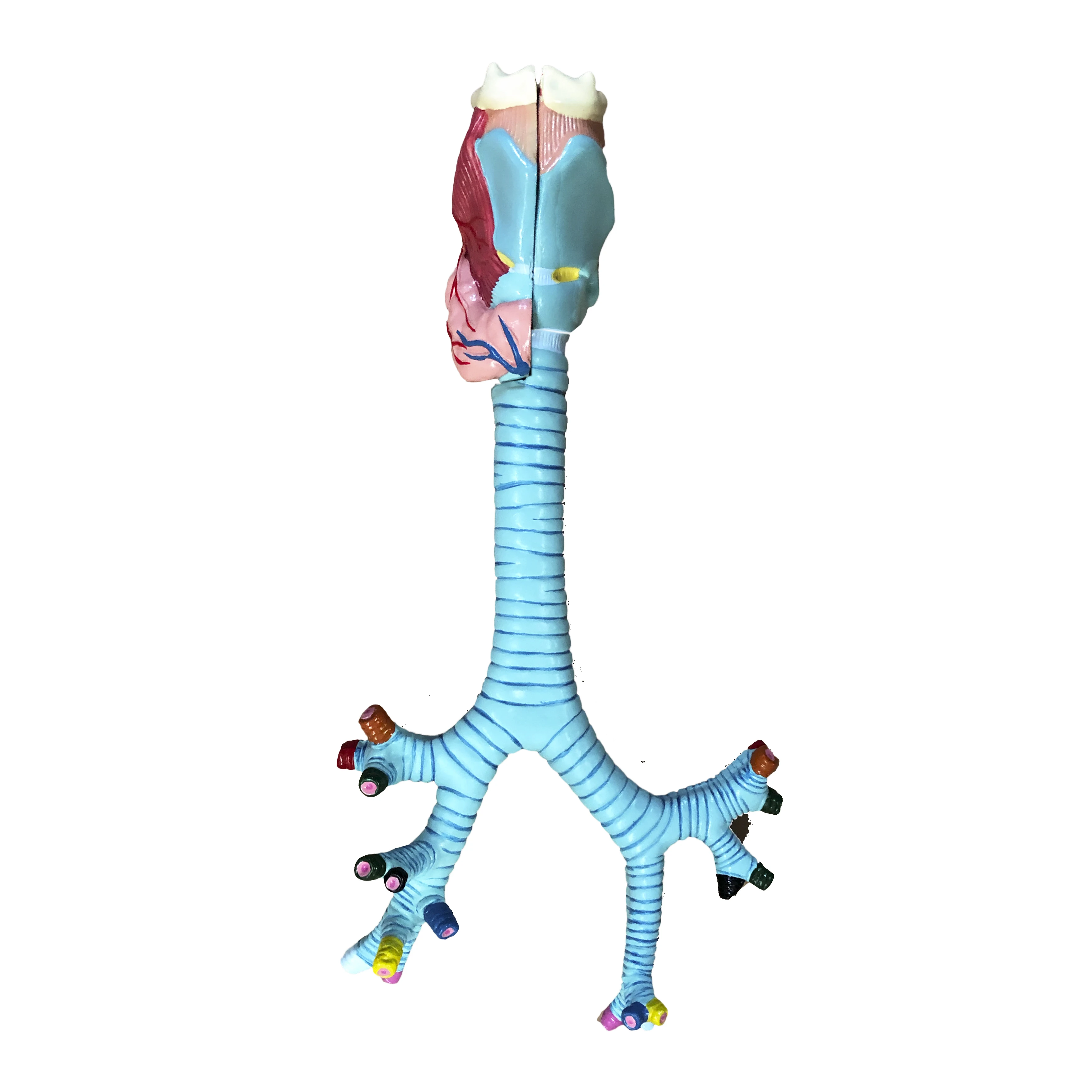 Human Segmental Bronchi Structure Anatomical Model,anatomical toys