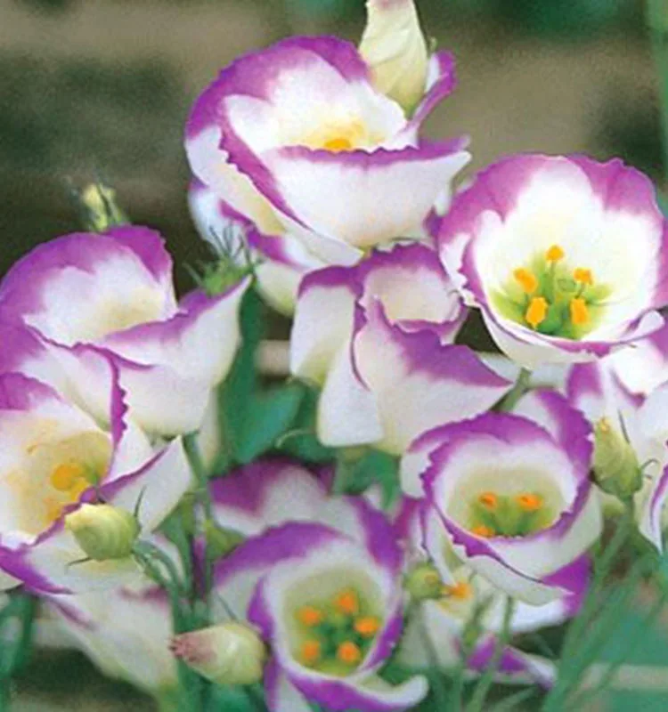 
wholesale fresh flowers flower delivery flower flowers eustoma bouquets 